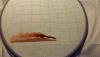 post-27034-1445769823_thumb.jpg
