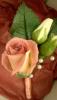 post-29339-1445858086_thumb.jpg