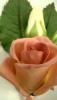 post-29339-1445858099_thumb.jpg