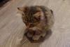 post-10362-1353053355_thumb.jpg