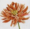 Lanarte 34900, Хризантема (Георгин, Dahlia)