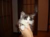 post-2378-1353044971_thumb.jpg