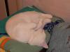 post-7686-1354302506_thumb.jpg