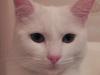 post-7686-1354302598_thumb.jpg