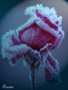 post-10167-1385610082_thumb.png