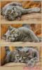 Dimensions 35301, Max the Cat, ПОДБОР