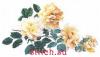 Thea Gouverneur 429, Желтые розы