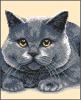 Матрёнин Посад 376. Британский кот