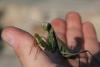 post-970-1293006623_thumb.jpg