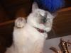 post-8197-1323686038_thumb.jpg