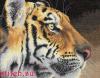 Dimensions 35171, Величественный тигр (Королевский тигр, Regal Tiger)