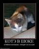 123654_kote-v-shoke.thumb.jpg.680f0ba731