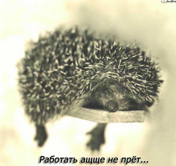 Аватар tunnypie