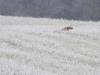 DSC00124.thumb.JPG.a46a7654982569b34855a