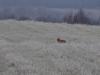 DSC00132.thumb.JPG.e83b081f38af363a6cb5f