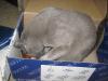 IMG_4951.thumb.JPG.9e7974e57df6db7b03cd4