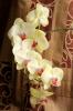 _IMG_4238.thumb.jpg.00a58e9e074365c89c91