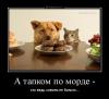 tmb_demotivatorium_ru_a_tapkom_po_morde_