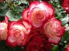 0b227199518b558f7cdc22eee76d517f.thumb.j
