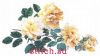 Thea Gouverneur 429, Желтые розы