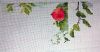 56663ede72f20_1.thumb.jpg.b35c7674be6e4f