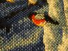 567976756f34c_DSC00287-.thumb.JPG.68f36a