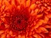 Chrysanthemum.thumb.jpg.cbd0ccb99a5c0b76