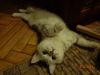 DSC02191.thumb.JPG.0c82bcdb969341d054b21