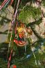 DSC_1528.thumb.JPG.df5c9ea8877258f722360
