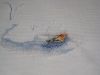 IMG_2925.thumb.JPG.4b7e232e498833d1e8225