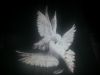 imageYH12VLV8.thumb.jpg.a6ad2cde6422fd66