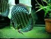 1371739921_diskus-zelenyy_2.thumb.jpg.ff