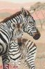19710.thumb.jpg.895ae5a7ca8b910d4f2f95a5