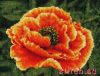 22067.thumb.jpg.fc1afaa19e28d83fbffa4258