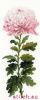 27809.thumb.jpg.d0a22349a0fecb48d9a05d0e