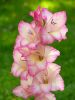 568a20d6d654a_gladiolus1.thumb.jpg.f3761
