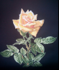 5697a82c9d1c4_2015-12-1214.10.04.thumb.p