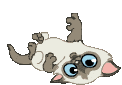 kitton