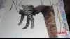 CIMG4236.thumb.JPG.95b55141ab83fa0660dd0