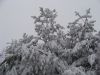 DSC03294.thumb.JPG.80194efe3374d560cccdd