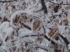 DSC03350.thumb.JPG.9edc078a09676f4522a1e