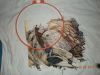 DSCN1503.JPG