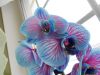 DSCN1645.thumb.JPG.88d3c4573b31e9e7c2e9c