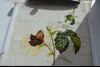DSC_0043.thumb.JPG.a4c30fed7715c06b31af2