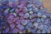 DSC_1113.thumb.JPG.d20f1d3a4d227fb847a30
