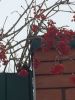 IMG_0930.thumb.JPG.f39bab921246a24deb4ce