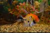 IMG_20160114_083750_39.thumb.jpg.2df7bd2