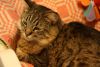 IMG_9137.thumb.JPG.b55a0d26d5cdb426eef74