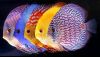 Symphysodon-Discus.thumb.jpg.721256240d3
