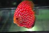 aqa_ru-20100204165627.thumb.jpg.05107f16